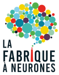 fabriqueneurones